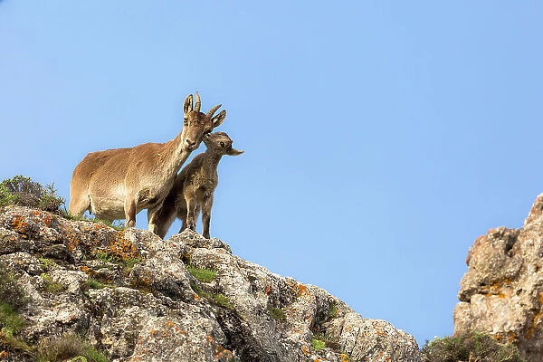 Iberian ibex (Capra pyrenaica), alert female with kid aged between one and two months. Sierra Nevada National Park, Andalusia, Spain. May