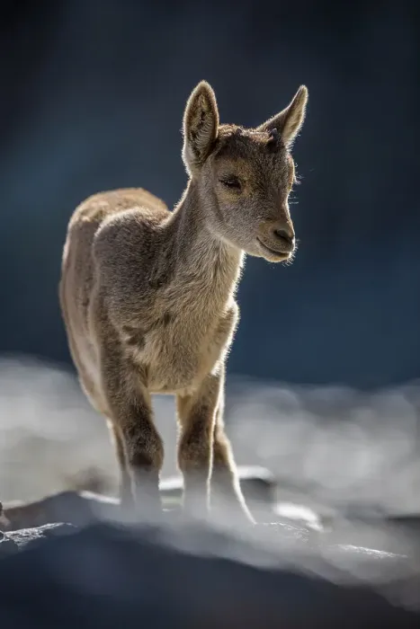 Framed Print : Iberian ibex (Capra pyrenaica) kid, aged two months, at 2900m altitude. Sierra Nevada National Park, Andalusia, Spain. June Framed Print : Iberian ibex (Capra pyrenaica) kid, aged two months, at 2900m altitude. Sierra Nevada National Park, Andalusia, Spain. June