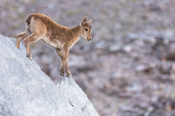 Iberian ibex (Capra pyrenaica) kid, aged two months, making its way down cliff, at 2900m altitude. Sierra Nevada National Park, Andalusia, Spain. July