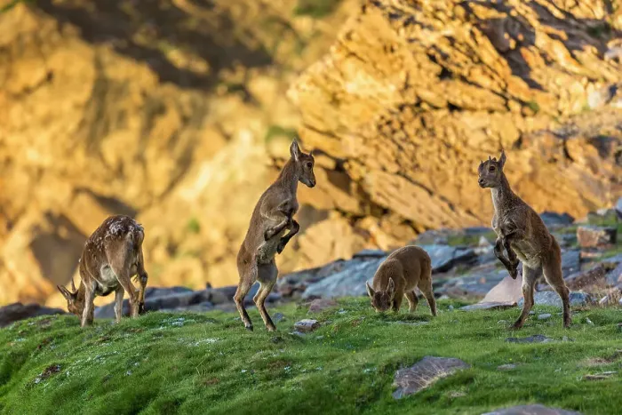 Framed Print : Four Iberian ibex (Capra pyrenaica) kids, aged two months, playing, at 2900m altitude. Sierra Nevada National Park, Andalusia, Spain. July