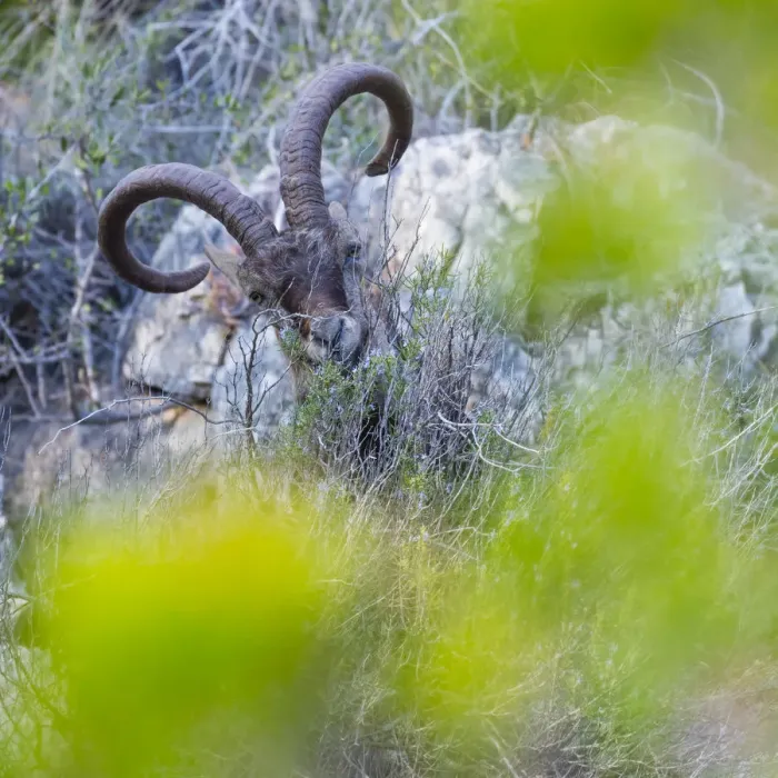 Framed Print : Iberian ibex (Capra pyrenaica) amongst scrub, Cliffs of Maro-Cerro Gordo Natural Area Framed Print : Iberian ibex (Capra pyrenaica) amongst scrub, Cliffs of Maro-Cerro Gordo Natural Area