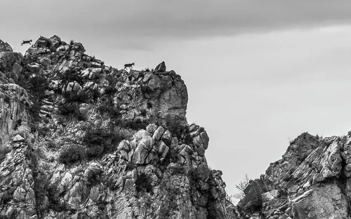 Framed Print : Two Iberian ibex (Capra pyrenaica) walking along mountain ridge. Sierra Magina National Park, Andalusia, Spain. October Framed Print : Two Iberian ibex (Capra pyrenaica) walking along mountain ridge. Sierra Magina National Park, Andalusia, Spain. October
