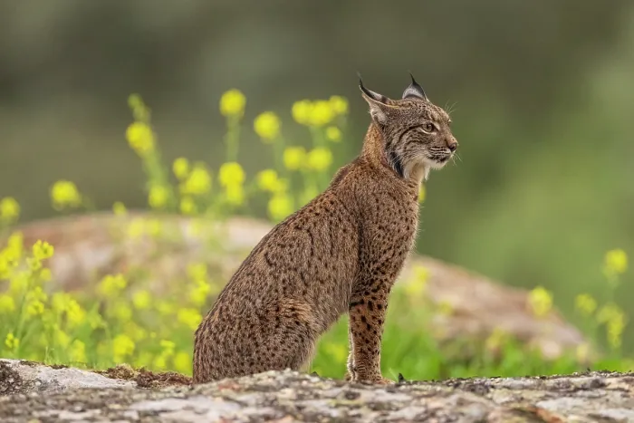 Framed Print : Iberian lynx (Lynx pardinus) cub, sitting on rocks with yellow flowers behind, Sierra de Andujar, Jaen province, Spain. February Framed Print : Iberian lynx (Lynx pardinus) cub, sitting on rocks with yellow flowers behind, Sierra de Andujar, Jaen province, Spain. February