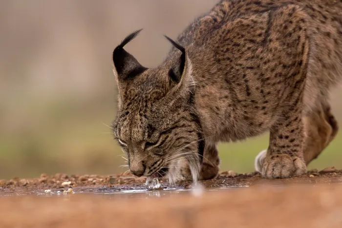 Framed Print : Iberian lynx (Lynx pardinus) drinking at dusk, Castilla La Mancha, Spain. December Framed Print : Iberian lynx (Lynx pardinus) drinking at dusk, Castilla La Mancha, Spain. December