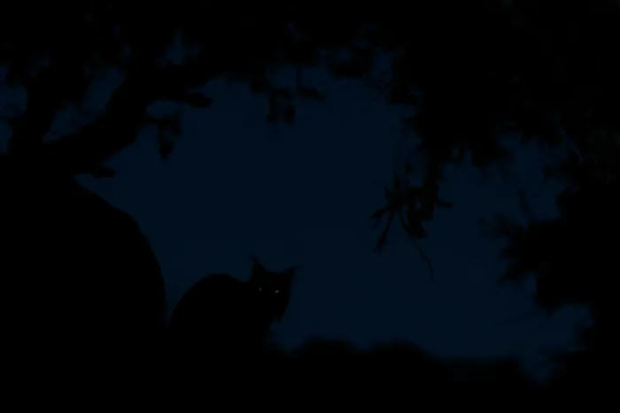 Framed Print : Iberian lynx (Lynx pardinus) grooming at night, Sierra de Andujar, Jaen province, Spain. January. GDT European Wildlife Photographer of the year 2019 Overall winner Framed Print : Iberian lynx (Lynx pardinus) grooming at night, Sierra de Andujar, Jaen province, Spain. January. GDT European Wildlife Photographer of the year 2019 Overall winner