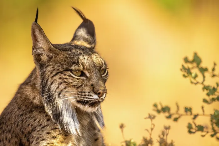 Framed Print : Iberian lynx (Lynx pardinus) head portrait, La Mancha, central Spain. Endangered Framed Print : Iberian lynx (Lynx pardinus) head portrait, La Mancha, central Spain. Endangered