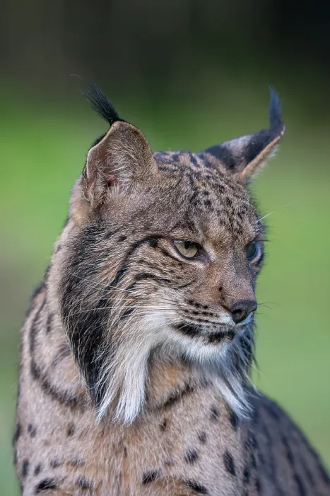 Framed Print : Iberian lynx (Lynx pardinus) head portrait, Talavera de la Reina, Toledo, Castilia La Mancha, Spain. January Framed Print : Iberian lynx (Lynx pardinus) head portrait, Talavera de la Reina, Toledo, Castilia La Mancha, Spain. January