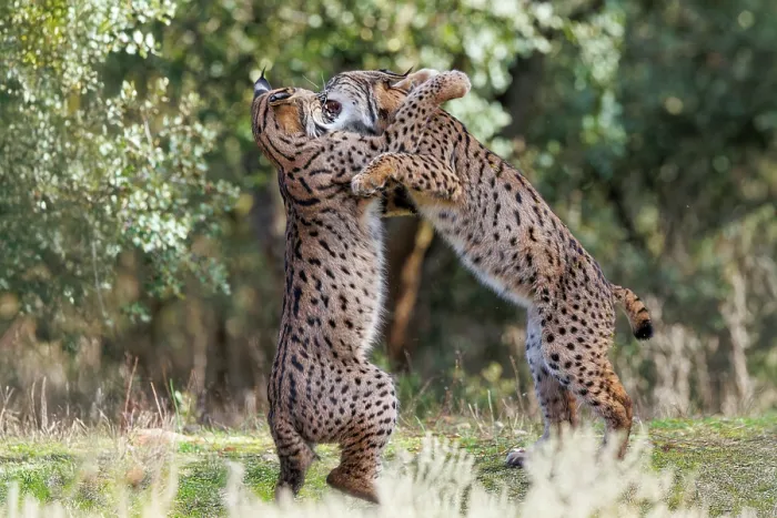 Framed Print : Two Iberian lynx (Lynx pardinus) juveniles playfighting, Castilla-La Mancha, Spain. November Framed Print : Two Iberian lynx (Lynx pardinus) juveniles playfighting, Castilla-La Mancha, Spain. November