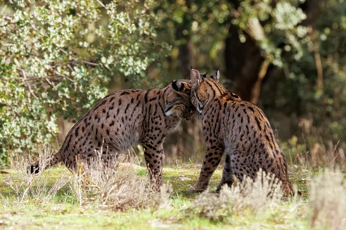 Framed Print : Two Iberian lynx (Lynx pardinus) juveniles playfighting, Castilla-La Mancha, Spain. November Framed Print : Two Iberian lynx (Lynx pardinus) juveniles playfighting, Castilla-La Mancha, Spain. November