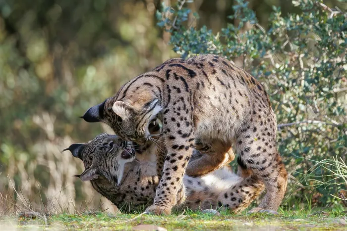 Framed Print : Two Iberian lynx (Lynx pardinus) juveniles playfighting, Castilla-La Mancha, Spain. November Framed Print : Two Iberian lynx (Lynx pardinus) juveniles playfighting, Castilla-La Mancha, Spain. November