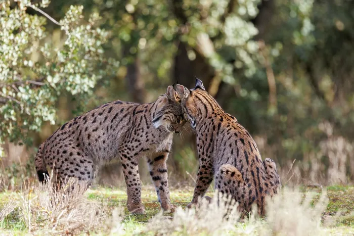 Framed Print : Two Iberian lynx (Lynx pardinus) juveniles playfighting, Castilla-La Mancha, Spain. November Framed Print : Two Iberian lynx (Lynx pardinus) juveniles playfighting, Castilla-La Mancha, Spain. November