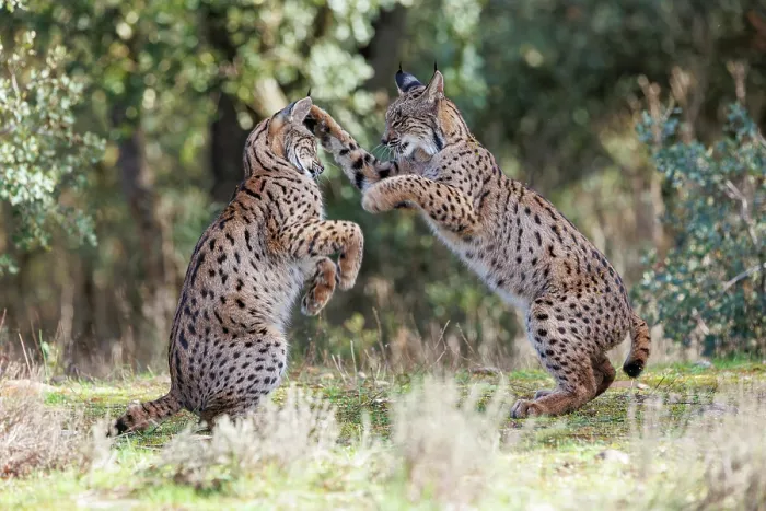 Framed Print : Two Iberian lynx (Lynx pardinus) juveniles playfighting, Castilla-La Mancha, Spain. November Framed Print : Two Iberian lynx (Lynx pardinus) juveniles playfighting, Castilla-La Mancha, Spain. November
