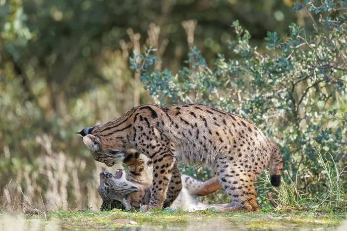 Framed Print : Two Iberian lynx (Lynx pardinus) juveniles playfighting, Castilla-La Mancha, Spain. November