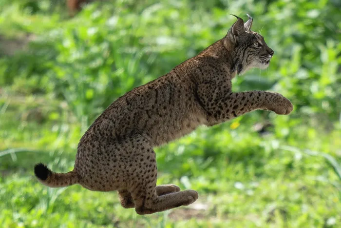 Framed Print : Iberian lynx (Lynx pardinus) leaping, Sierra de Andujar, Andalucia, Spain. January Framed Print : Iberian lynx (Lynx pardinus) leaping, Sierra de Andujar, Andalucia, Spain. January