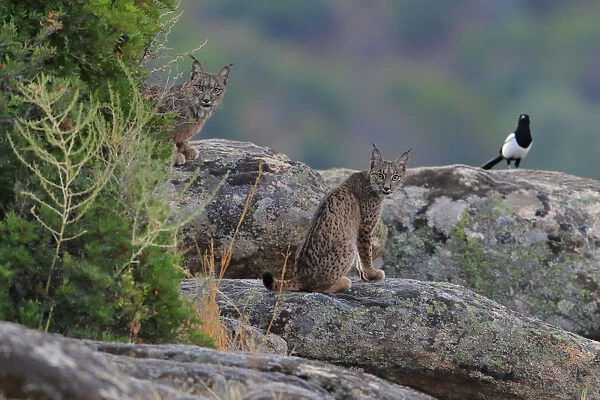 Iberian lynx (Lynx pardinus) with Magpie (Pica pica) behind, Sierra de Andujar Natural Park