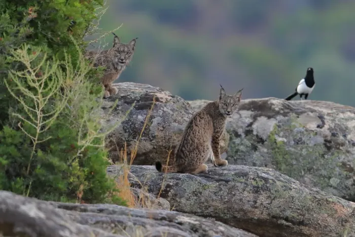 Framed Print : Iberian lynx (Lynx pardinus) with Magpie (Pica pica) behind, Sierra de Andujar Natural Park Framed Print : Iberian lynx (Lynx pardinus) with Magpie (Pica pica) behind, Sierra de Andujar Natural Park