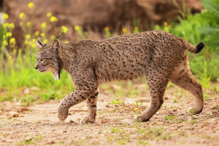 Framed Print : Iberian lynx (Lynx pardinus) male, walking, portrait, Sierra de Andujar, Jaen province, Spain. February Framed Print : Iberian lynx (Lynx pardinus) male, walking, portrait, Sierra de Andujar, Jaen province, Spain. February