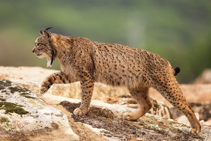 Framed Print : Iberian lynx (Lynx pardinus) male, walking over rocks, Sierra de Andujar, Jaen province, Spain. February