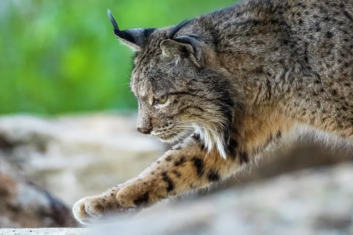 Framed Print : Iberian lynx (Lynx pardinus) male, stepping over rocks, portrait, Sierra de Andujar, Jaen province, Spain. February Framed Print : Iberian lynx (Lynx pardinus) male, stepping over rocks, portrait, Sierra de Andujar, Jaen province, Spain. February