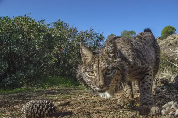 Framed Print : Iberian lynx (Lynx pardinus) photographed with camera traps in Andalusia, Spain Framed Print : Iberian lynx (Lynx pardinus) photographed with camera traps in Andalusia, Spain
