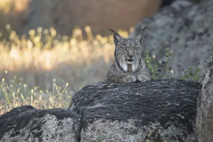 Framed Print : Iberian lynx (Lynx pardinus) portrait, Sierra de Andujar Natural Park, Andalucia, Spain Framed Print : Iberian lynx (Lynx pardinus) portrait, Sierra de Andujar Natural Park, Andalucia, Spain