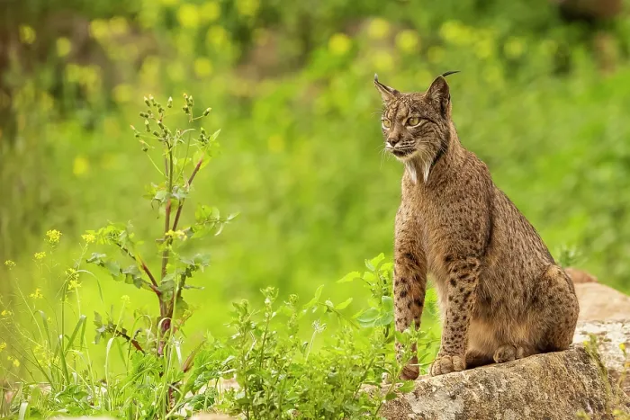 Framed Print : Iberian lynx (Lynx pardinus) pregnant female, sitting alert on a rock, Sierra de Andujar, Jaen province, Spain. February Framed Print : Iberian lynx (Lynx pardinus) pregnant female, sitting alert on a rock, Sierra de Andujar, Jaen province, Spain. February