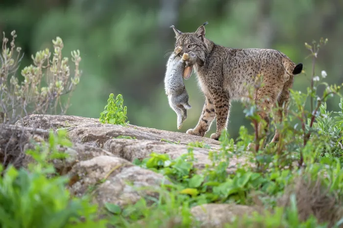 Framed Print : Iberian lynx (Lynx pardinus) with Rabbit (Oryctolagus cuniculus) prey in mouth, Sierra de Andujar, Andalucia, Spain. January Framed Print : Iberian lynx (Lynx pardinus) with Rabbit (Oryctolagus cuniculus) prey in mouth, Sierra de Andujar, Andalucia, Spain. January