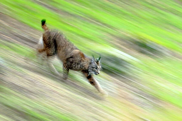 Iberian lynx (Lynx pardinus) running, blurred motion, Sierra de Andujar Natural Park