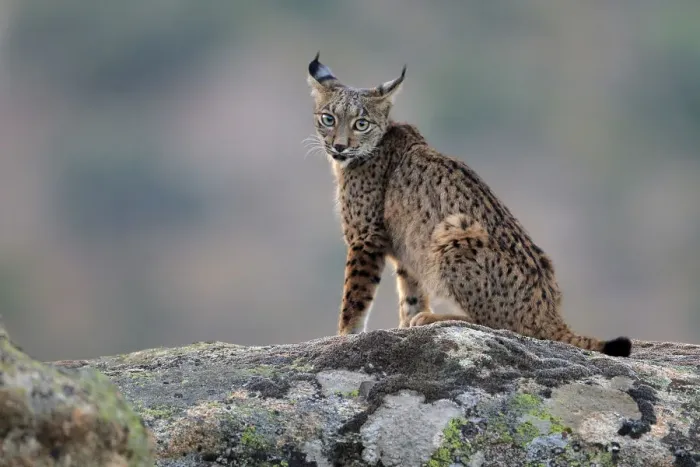 Framed Print : Iberian lynx (Lynx pardinus), Sierra de Andujar Natural Park, Jaen, Spain, September Framed Print : Iberian lynx (Lynx pardinus), Sierra de Andujar Natural Park, Jaen, Spain, September