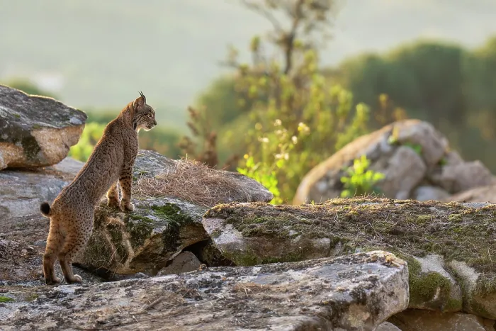 Framed Print : Iberian lynx (Lynx pardinus) standing on rocks in morning sunlight, Sierra de Andujar, Andalucia, Spain. January