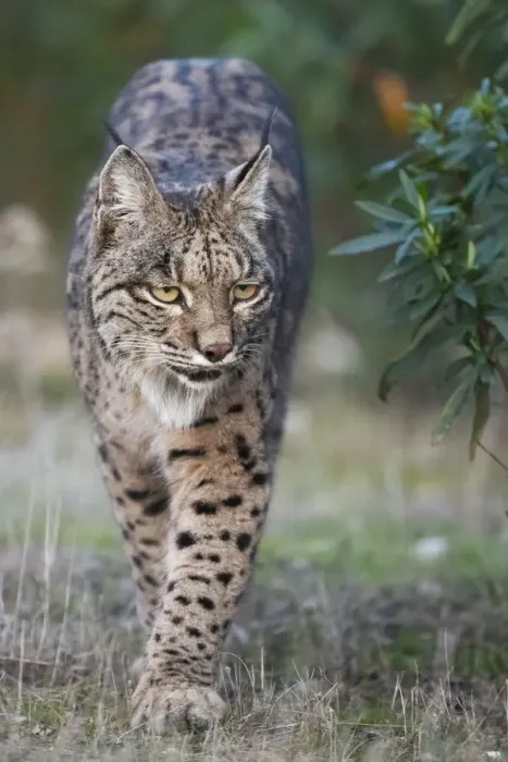 Framed Print : Iberian lynx (Lynx pardinus) walking, Parque Natural Sierra de Andujar, Andalucia, Spain Framed Print : Iberian lynx (Lynx pardinus) walking, Parque Natural Sierra de Andujar, Andalucia, Spain