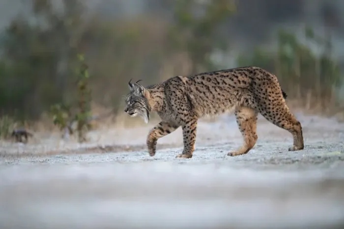 Framed Print : Iberian lynx (Lynx pardinus) walking on frosty grass, Parque Natural Sierra de Andujar Framed Print : Iberian lynx (Lynx pardinus) walking on frosty grass, Parque Natural Sierra de Andujar