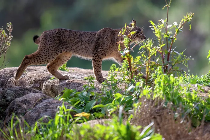 Framed Print : Iberian lynx (Lynx pardinus) walking over rocks, Sierra de Andujar, Andalucia, Spain. January Framed Print : Iberian lynx (Lynx pardinus) walking over rocks, Sierra de Andujar, Andalucia, Spain. January