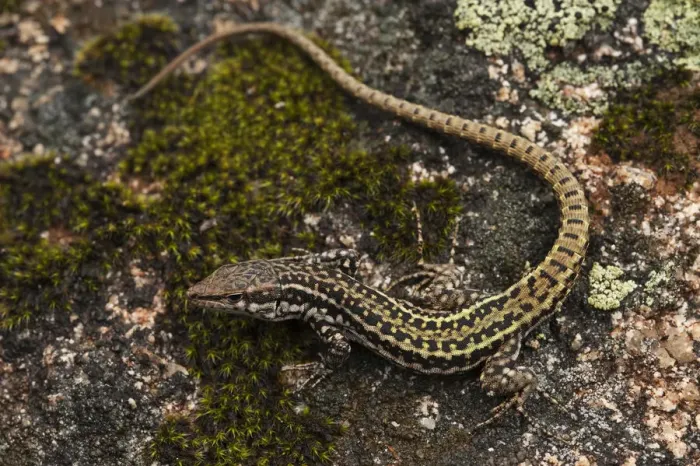 Framed Print : Iberian Wall Lizard (Podarcis hispanica) on rock, Sierra de Andjar Natural Park Framed Print : Iberian Wall Lizard (Podarcis hispanica) on rock, Sierra de Andjar Natural Park