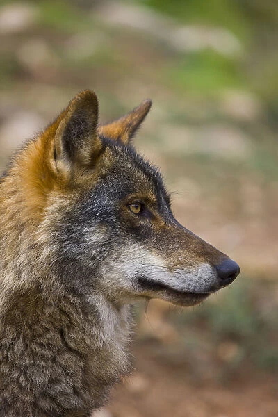 Iberian wolf (Canis lupus signatus) captive, Spain