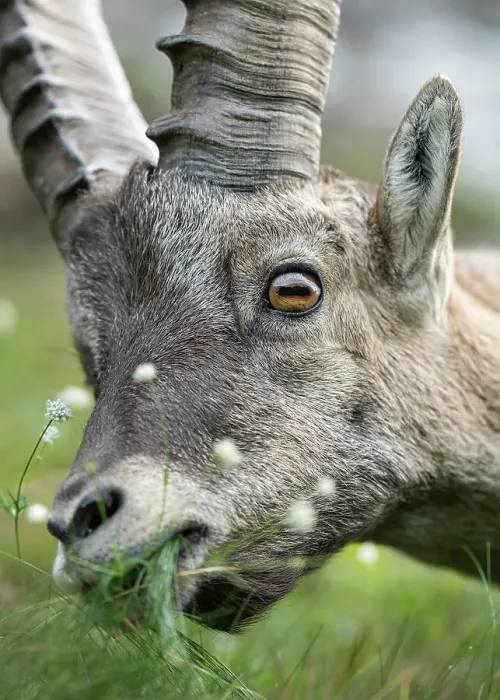 Framed Print : Ibex (Capra ibex) feeding on grass, head portrait, Schwyz, Switzerland. August Framed Print : Ibex (Capra ibex) feeding on grass, head portrait, Schwyz, Switzerland. August
