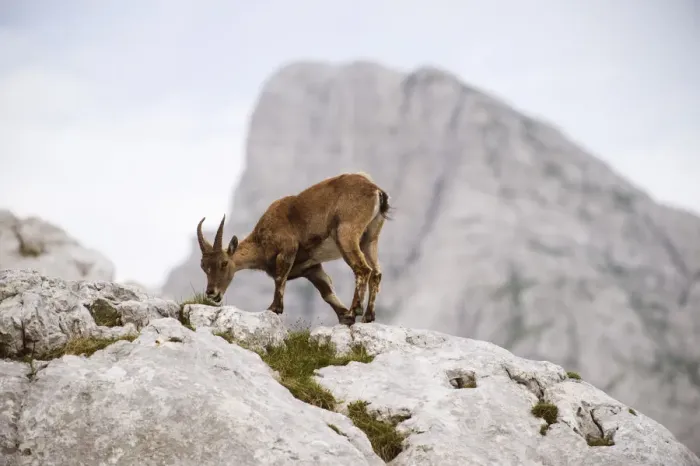 Framed Print : Ibex (Capra ibex) feeding, Triglav National Park, Julian Alps, Slovenia, July 2009