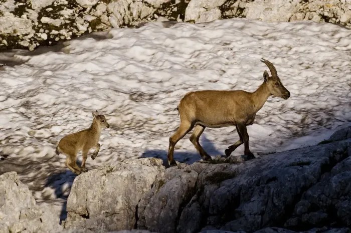 Framed Print : Ibex (Capra ibex) female with young running to keep up, Triglav National Park, Julian Alps Framed Print : Ibex (Capra ibex) female with young running to keep up, Triglav National Park, Julian Alps