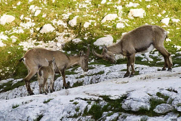 Two Ibex (Capra ibex) fighting with baby watching, Triglav National Park, Julian Alps