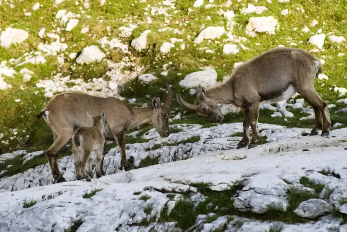 Framed Print : Two Ibex (Capra ibex) fighting with baby watching, Triglav National Park, Julian Alps
