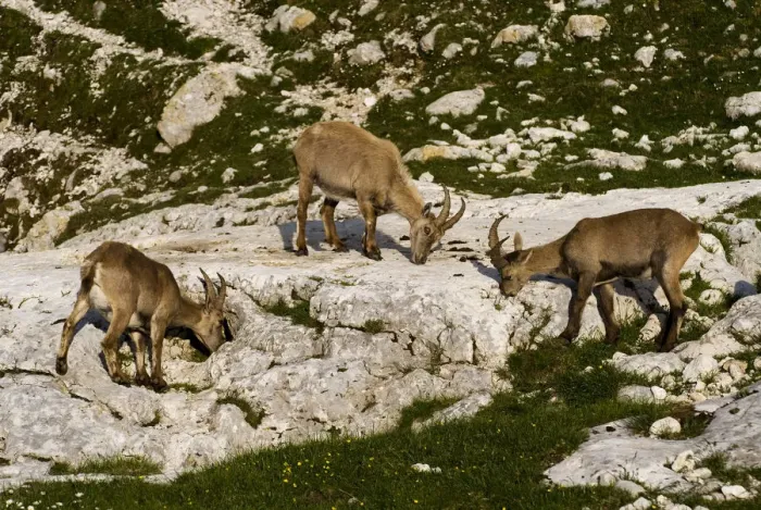Framed Print : Three Ibex (Capra ibex) grazing on plants on rocks, Triglav National Park, Julian Alps Framed Print : Three Ibex (Capra ibex) grazing on plants on rocks, Triglav National Park, Julian Alps