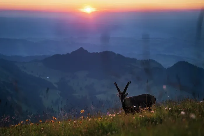 Framed Print : Ibex (Capra ibex) juvenile male, standing in wildflower meadow in the mountains at sunset, Lucerne, Switzerland. August Framed Print : Ibex (Capra ibex) juvenile male, standing in wildflower meadow in the mountains at sunset, Lucerne, Switzerland. August