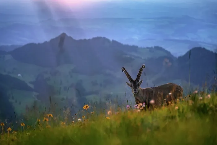 Framed Print : Ibex (Capra ibex) juvenile male, standing in wildflower meadow in the mountains at sunset, Lucerne, Switzerland. August Framed Print : Ibex (Capra ibex) juvenile male, standing in wildflower meadow in the mountains at sunset, Lucerne, Switzerland. August