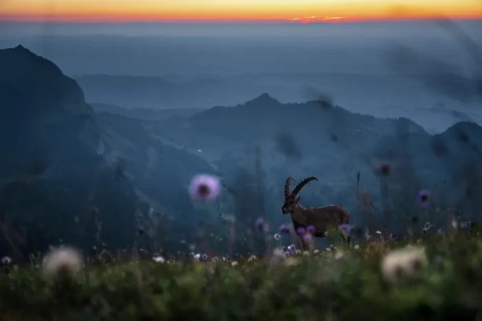 Framed Print : Ibex (Capra ibex) juvenile male, standing in wildflower meadow in the mountains at sunset, Lucerne, Switzerland. August