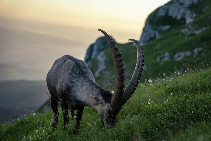 Framed Print : Ibex (Capra ibex) male grazing on grass on mountainside at sunrise, Lucerne, Switzerland. August Framed Print : Ibex (Capra ibex) male grazing on grass on mountainside at sunrise, Lucerne, Switzerland. August