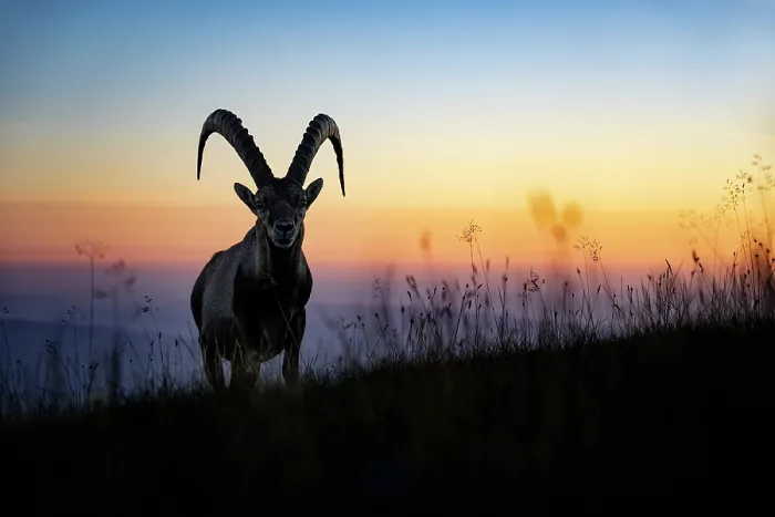 Framed Print : Ibex (Capra ibex) male silhouetted at sunset, Lucerne, Switzerland. August Framed Print : Ibex (Capra ibex) male silhouetted at sunset, Lucerne, Switzerland. August