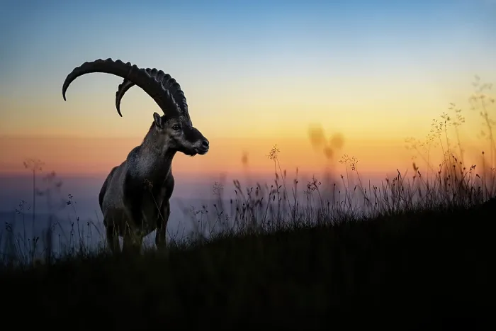 Framed Print : Ibex (Capra ibex) male silhouetted at sunset, Lucerne, Switzerland. August Framed Print : Ibex (Capra ibex) male silhouetted at sunset, Lucerne, Switzerland. August