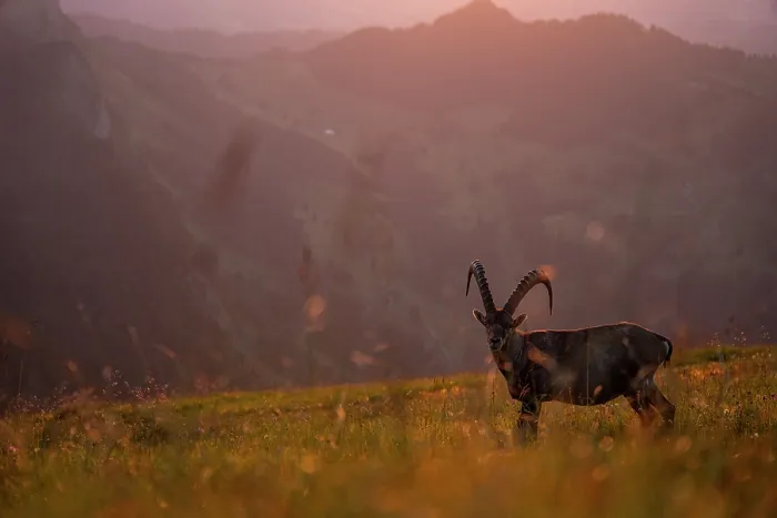 Framed Print : Ibex (Capra ibex) male standing in meadow, backlit at sunset, Lucerne, Switzerland. August Framed Print : Ibex (Capra ibex) male standing in meadow, backlit at sunset, Lucerne, Switzerland. August