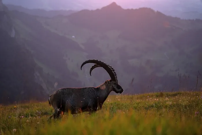Framed Print : Ibex (Capra ibex) male standing in meadow, backlit at sunset, Lucerne, Switzerland. August Framed Print : Ibex (Capra ibex) male standing in meadow, backlit at sunset, Lucerne, Switzerland. August