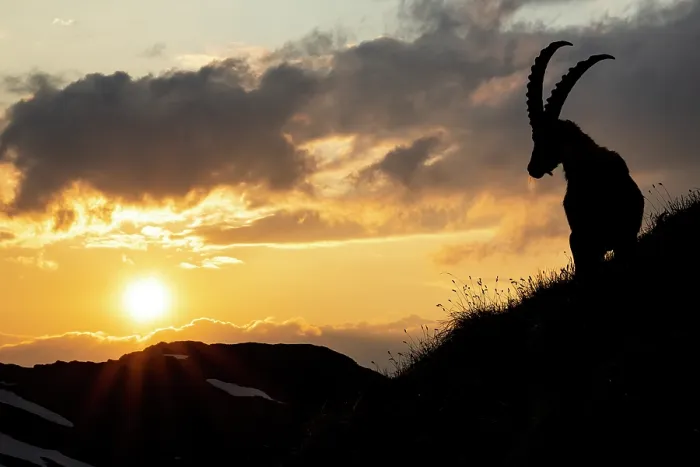 Framed Print : Ibex (Capra ibex) male, standing on mountainside, silhouetted at sunset, Lucerne, Switzerland. June Framed Print : Ibex (Capra ibex) male, standing on mountainside, silhouetted at sunset, Lucerne, Switzerland. June
